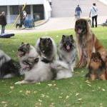 Reisegruppe an die World Dog Show in Bratislava...